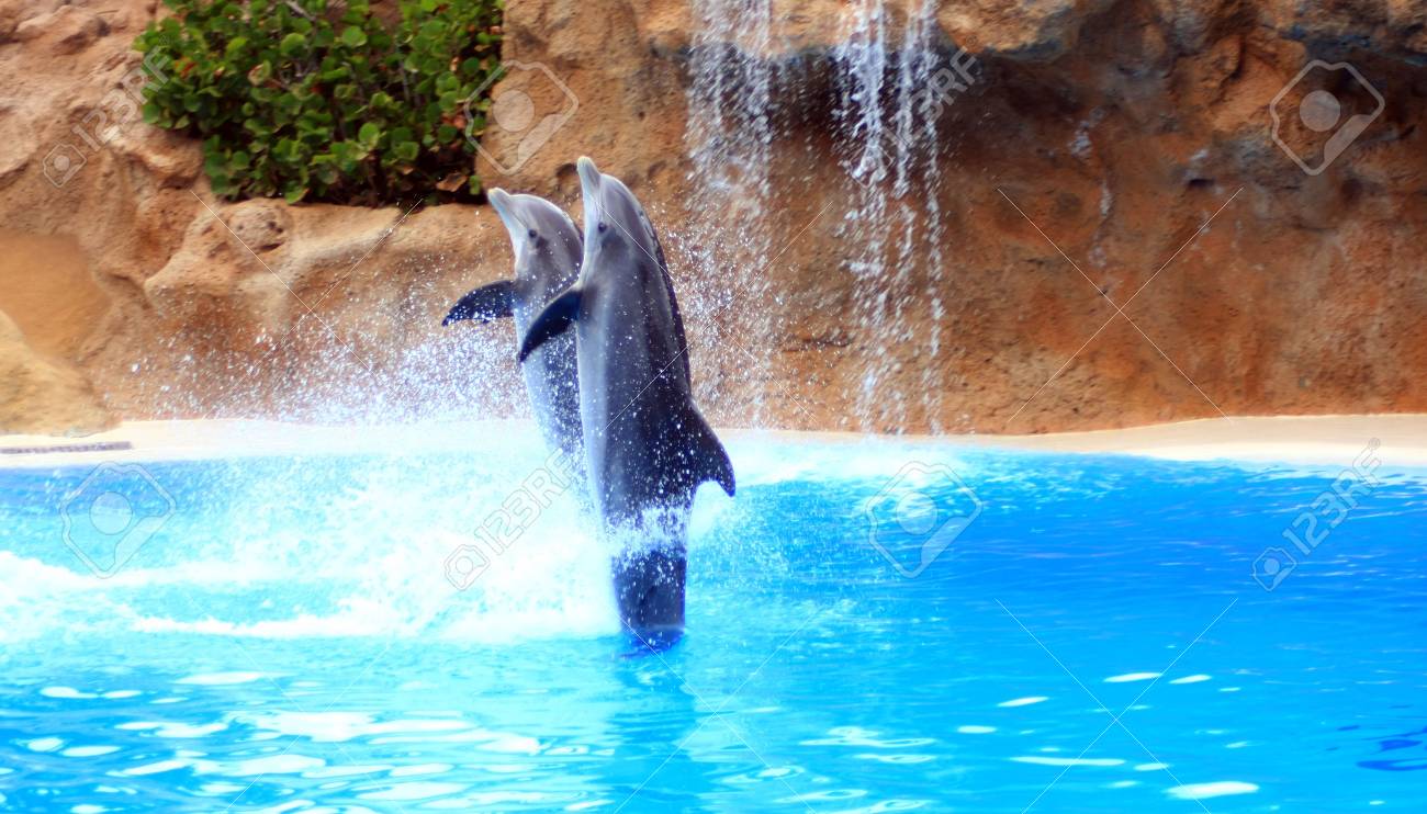 Delphine Springen Irgendwo In Spanien Lizenzfreie Fotos Bilder Und Stock Fotografie Image