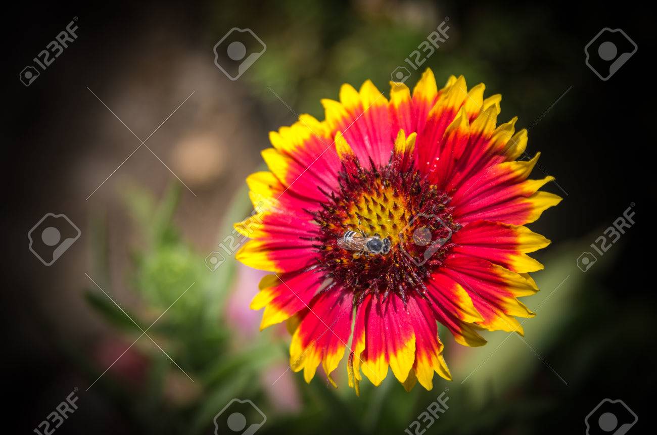 Una Flor De La Margarita Con Pétalos De Color Rojo Con Punta De Color Amarillo Fotos Retratos Imágenes Y Fotografía De Archivo Libres De Derecho Image 27538969