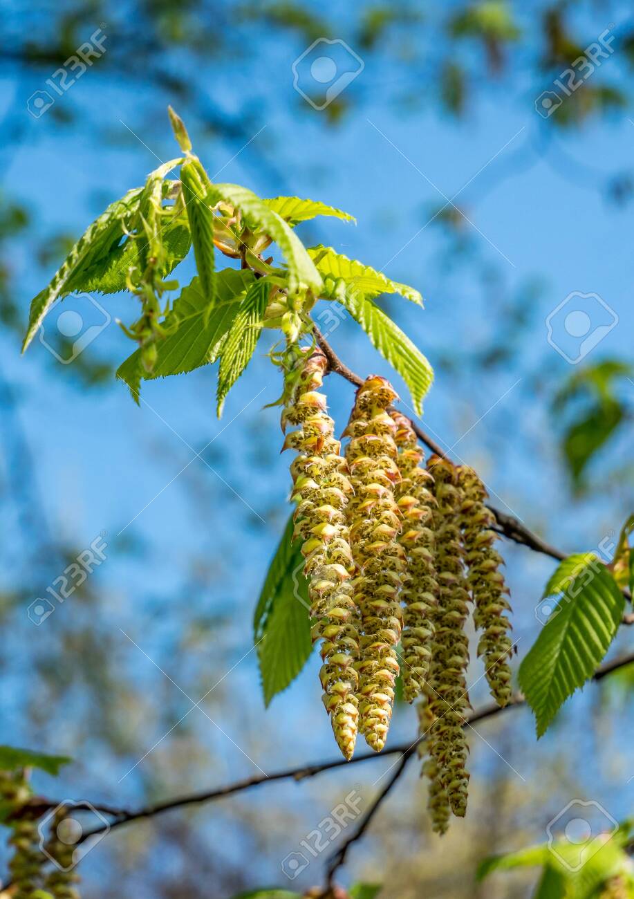 Betula Pendula Flower In Spring Background Stock Photo Picture And Royalty Free Image Image