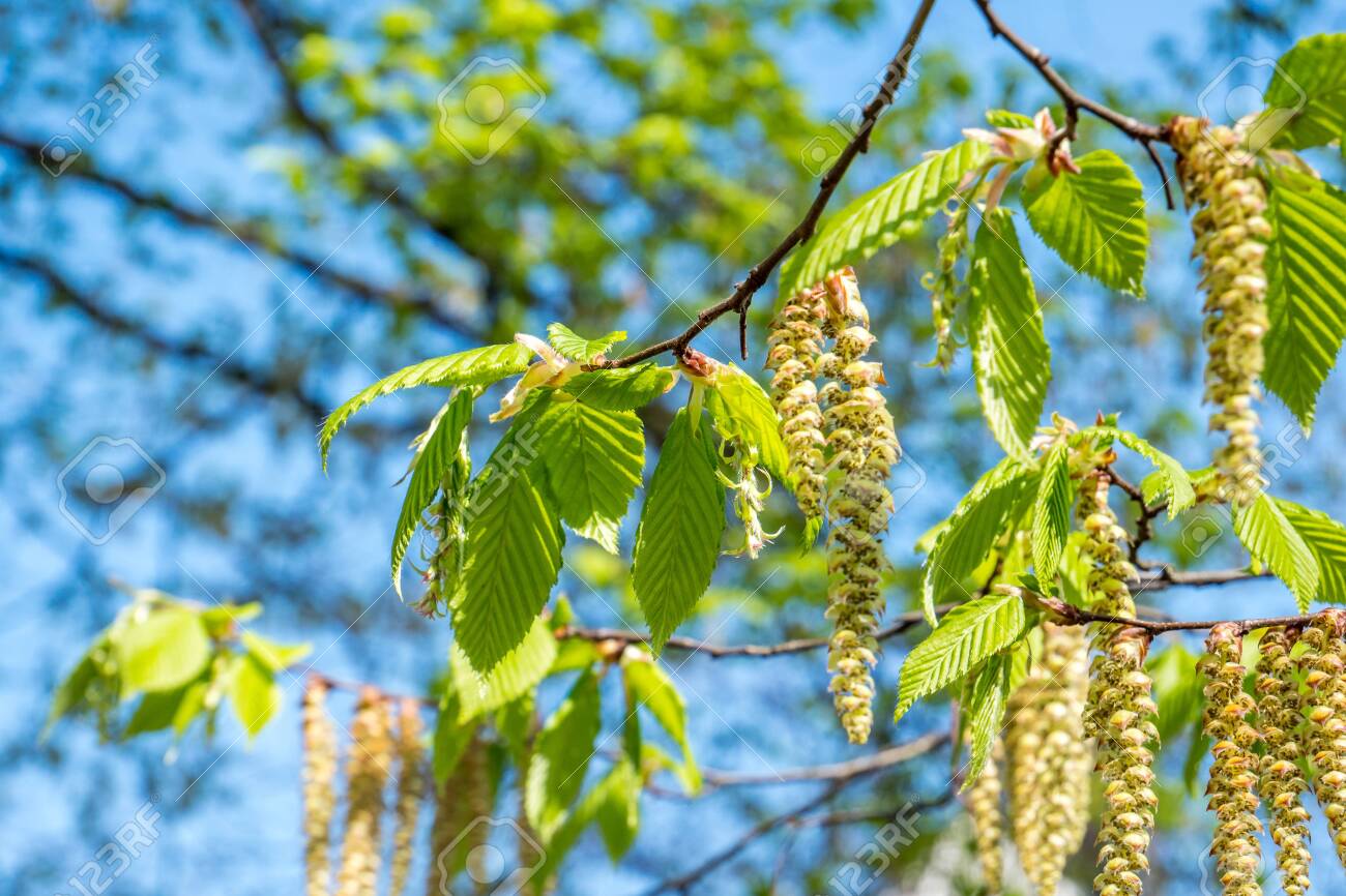 Betula Pendula Flower In Spring Stock Photo Picture And Royalty Free Image Image