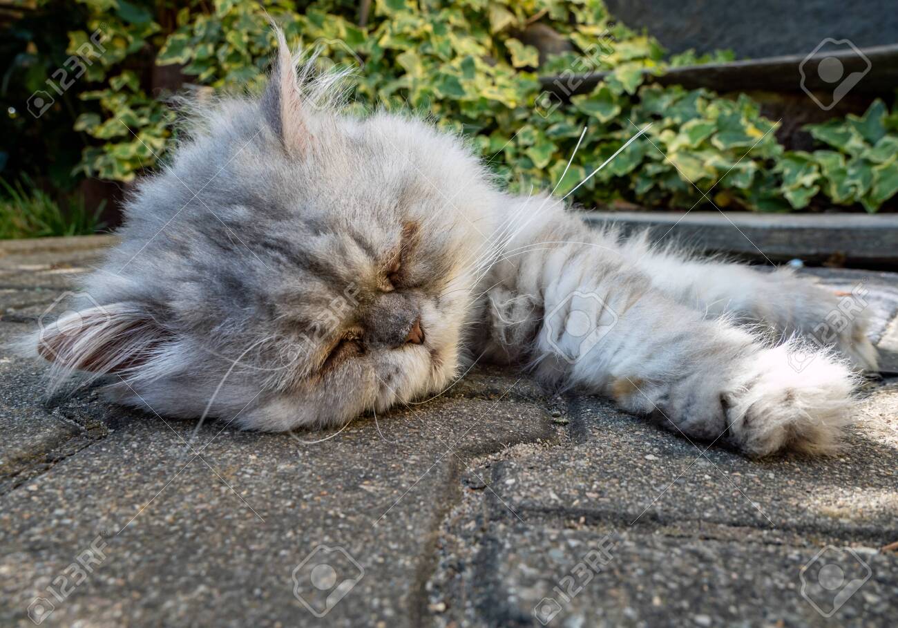 etiam-dictum-ipsum-a-felis