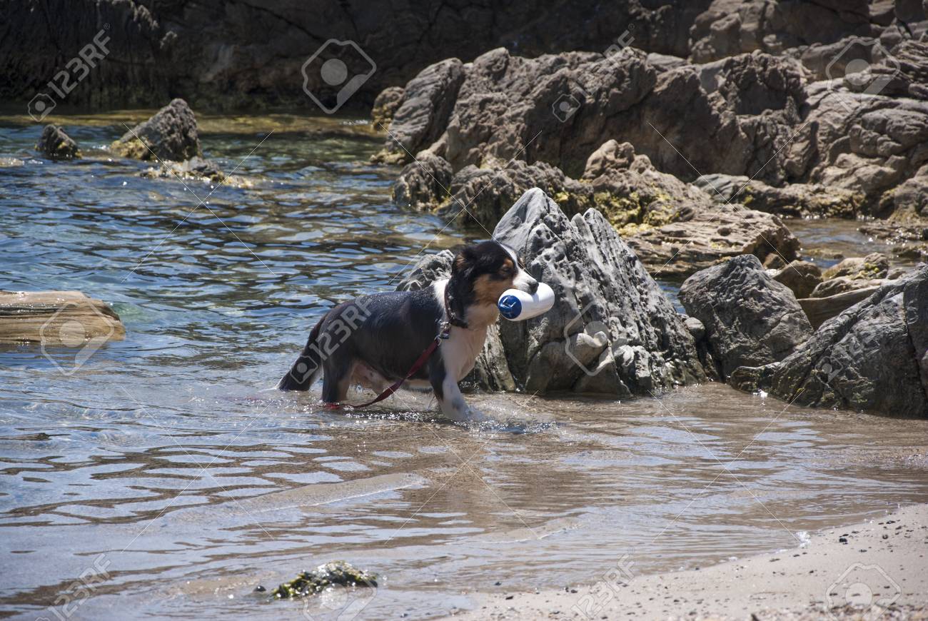 Chien Noir Et Blanc Formés Pour Le Sauvetage Tandis Que La Formation Au Bord De La Mer Avec Des Rochers Sur Le Fond Dans Une Journée Ensoleillée