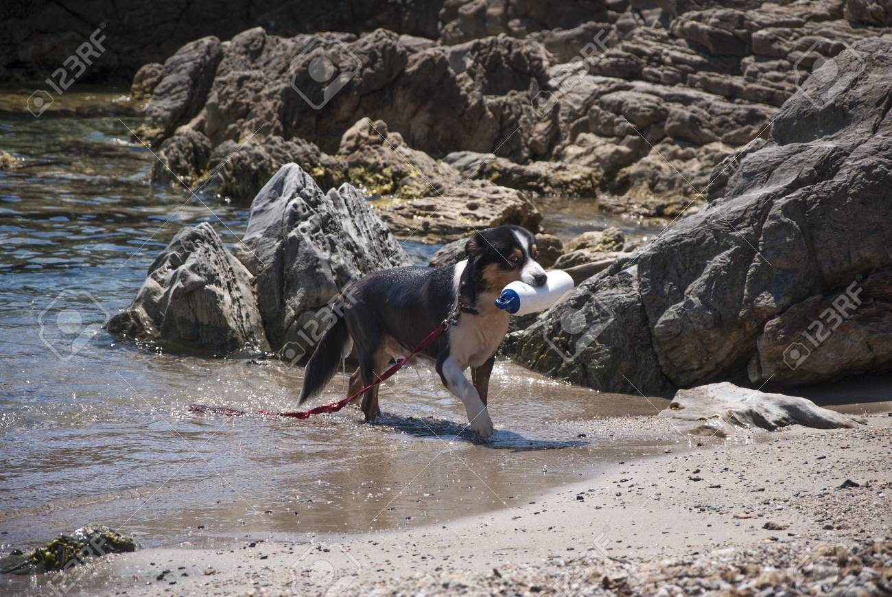 Chien Noir Et Blanc Formés Pour Le Sauvetage Tandis Que La Formation Au Bord De La Mer Avec Des Rochers Sur Le Fond Dans Une Journée Ensoleillée