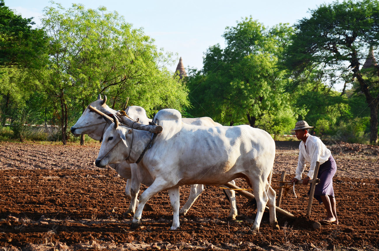 burmese farmer with cow for plowing towing on paddy or rice field