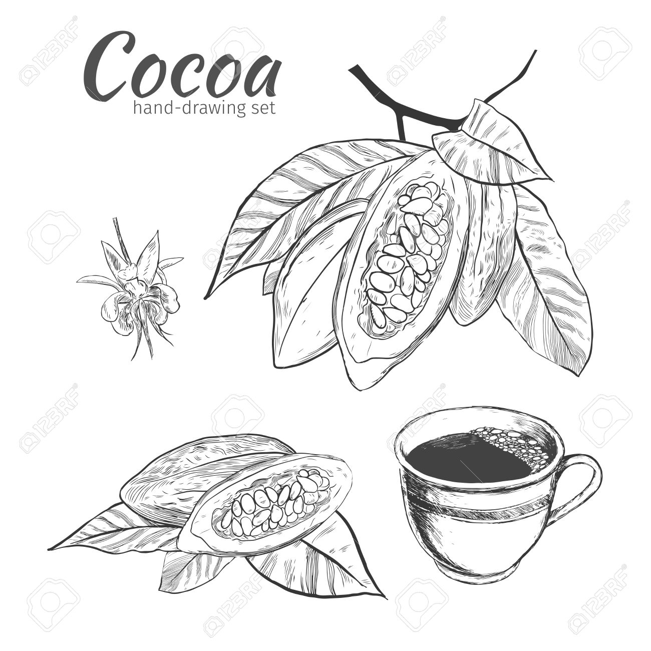 Hintergrund Mit Kakaobohne Und Blatt. , Skizze Ätzen Illustration Hand  Gezeichnet Gravur. Hand Bemalt Kakao, Kakao Doodle Grafiksatz. Lizenzfrei  Nutzbare Vektorgrafiken, Clip Arts, Illustrationen. Image 56663819.