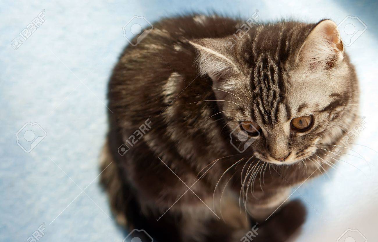 A British Shorthair Kitten With The Classic Tabby Markings Is
