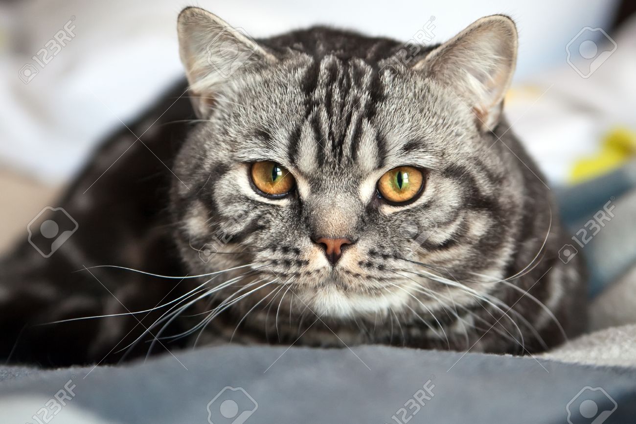 classic tabby british shorthair