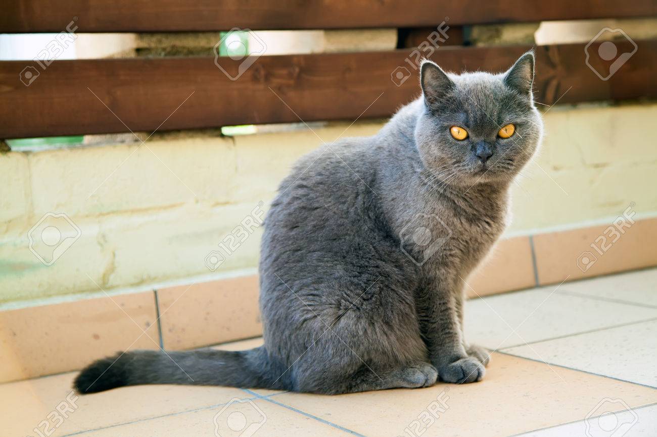 Belle Britannique Chat Gris Avec Des Yeux Très Oranges