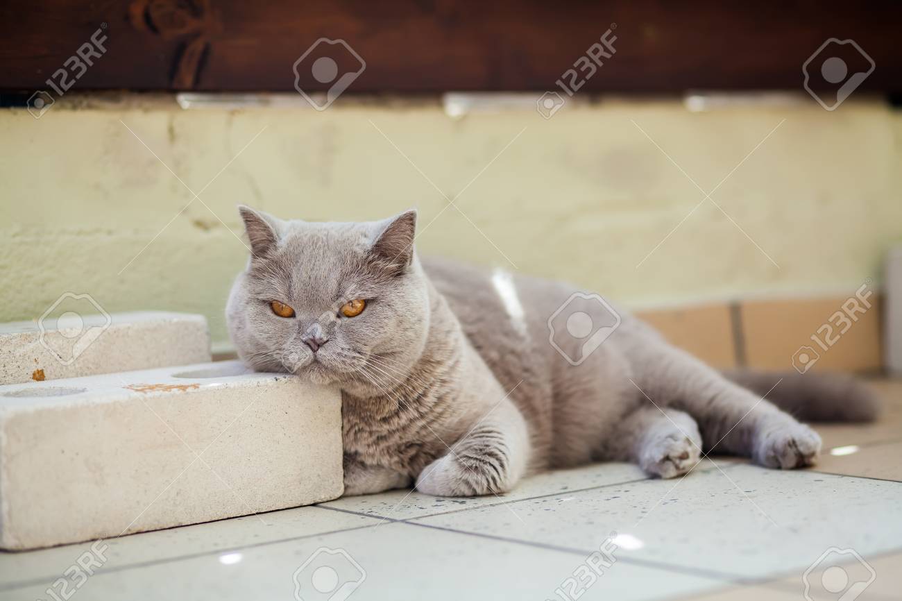 Lilac British Cat Lying On A Floor Putting Its Face On A White