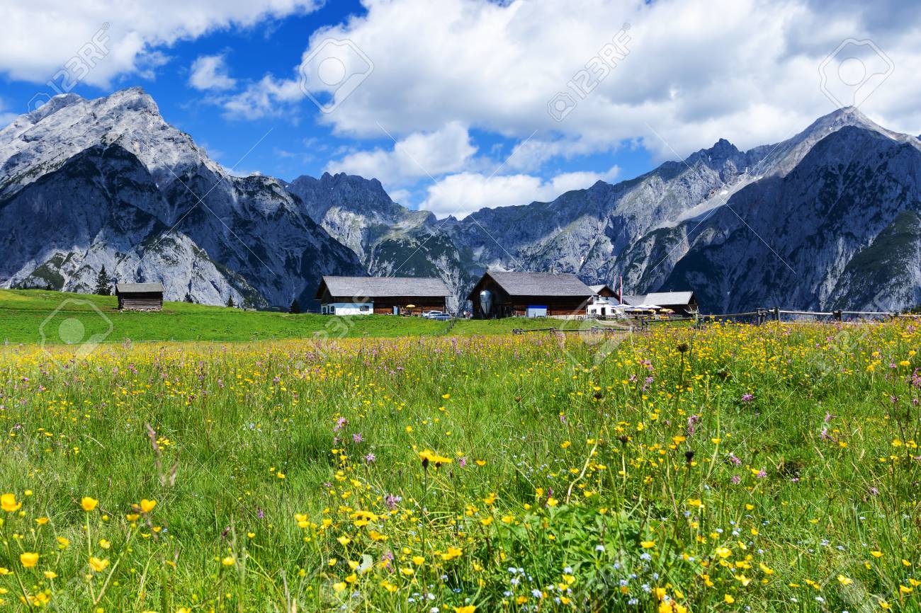 Alpes Dété Avec De Belles Fleurs Jaunes Près De Walderalm Autriche Tyrol