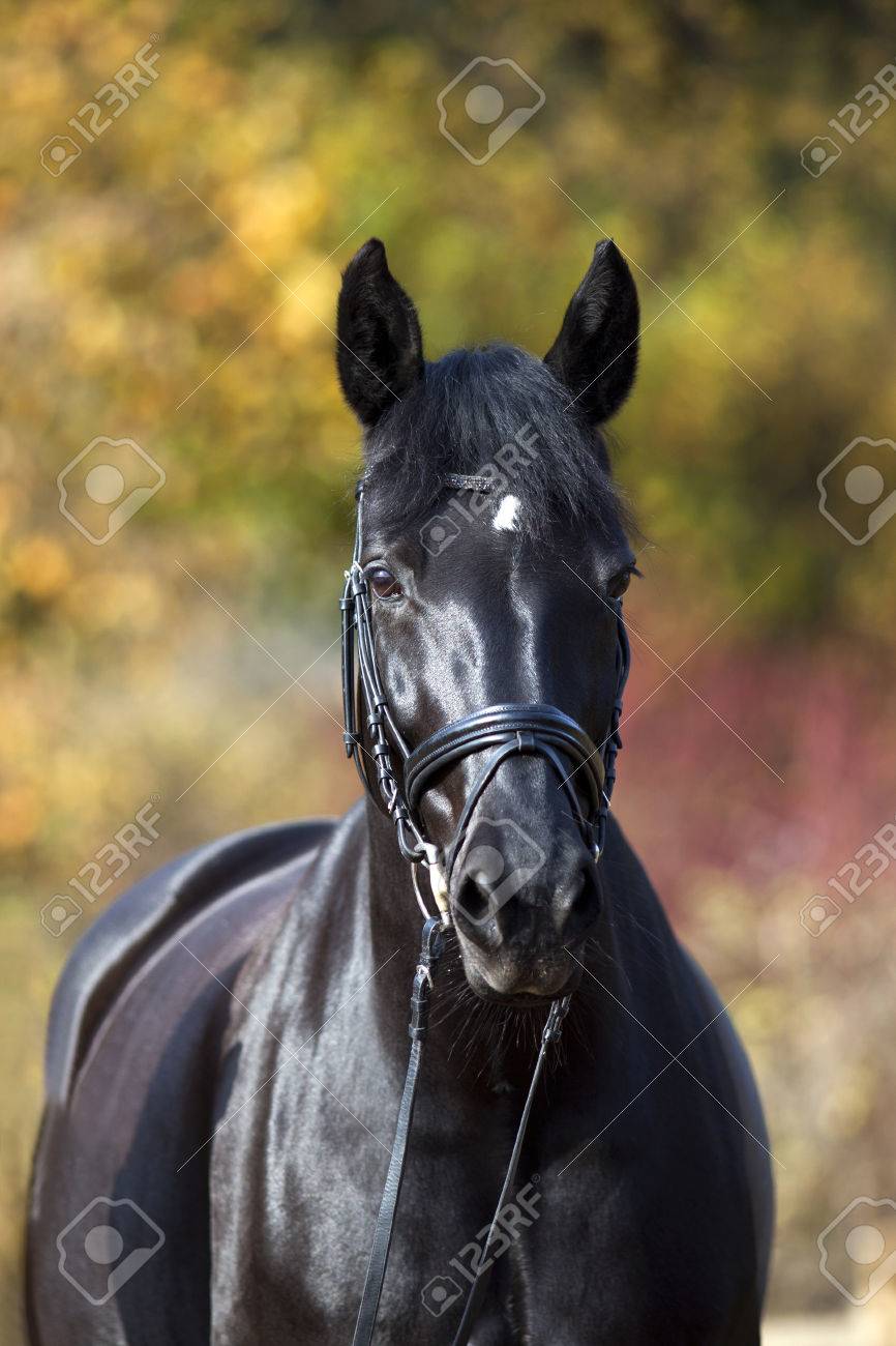 chevaux noire