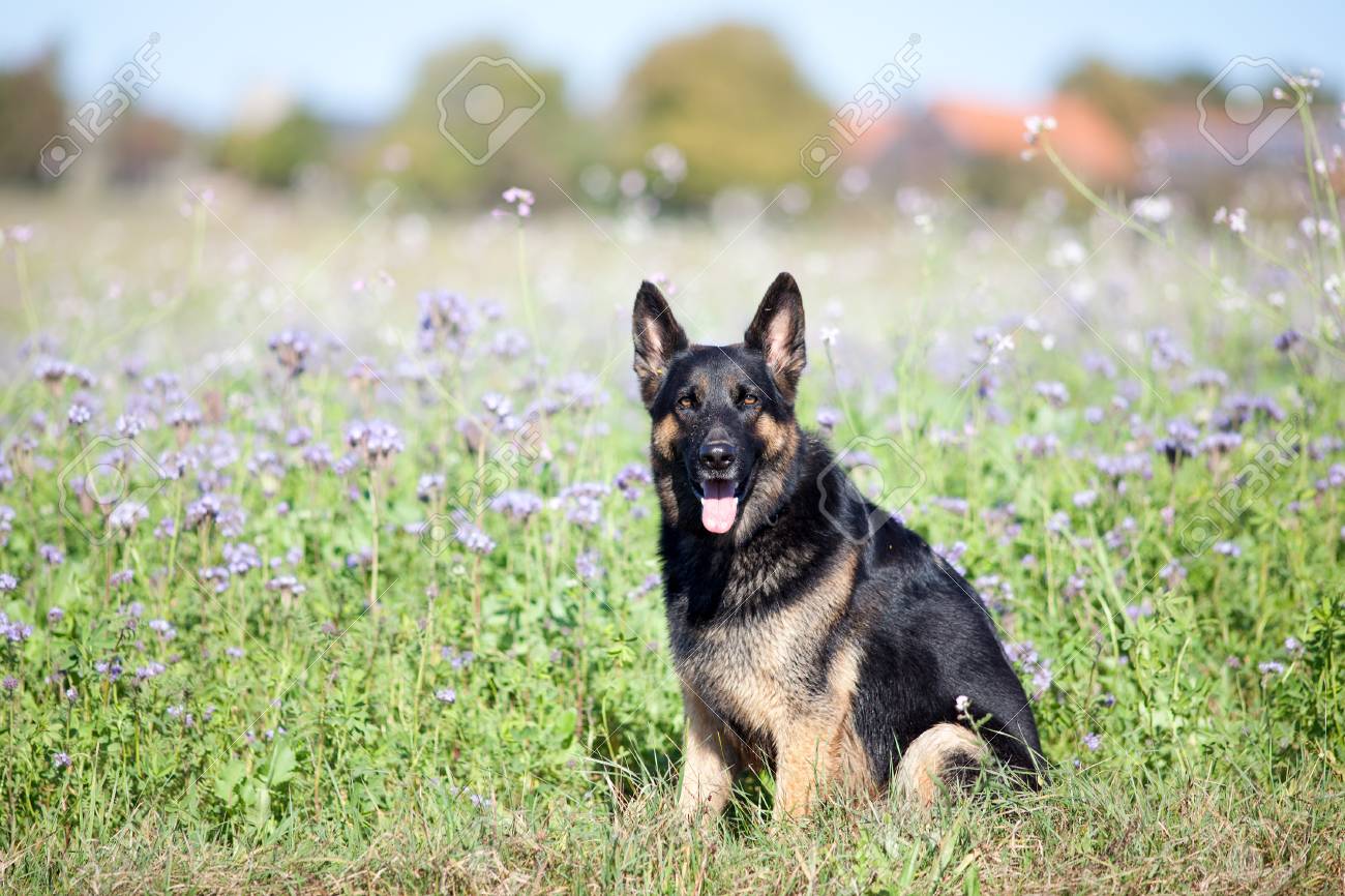 purple german shepherd