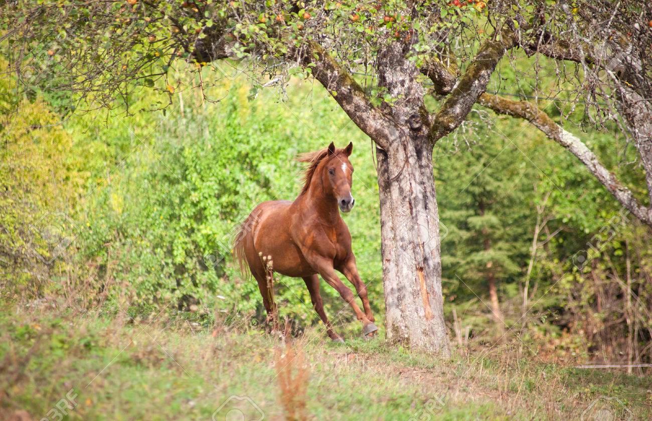 夏の明るい草原を正面に美しい馬ギャロップ の写真素材 画像素材 Image 3728