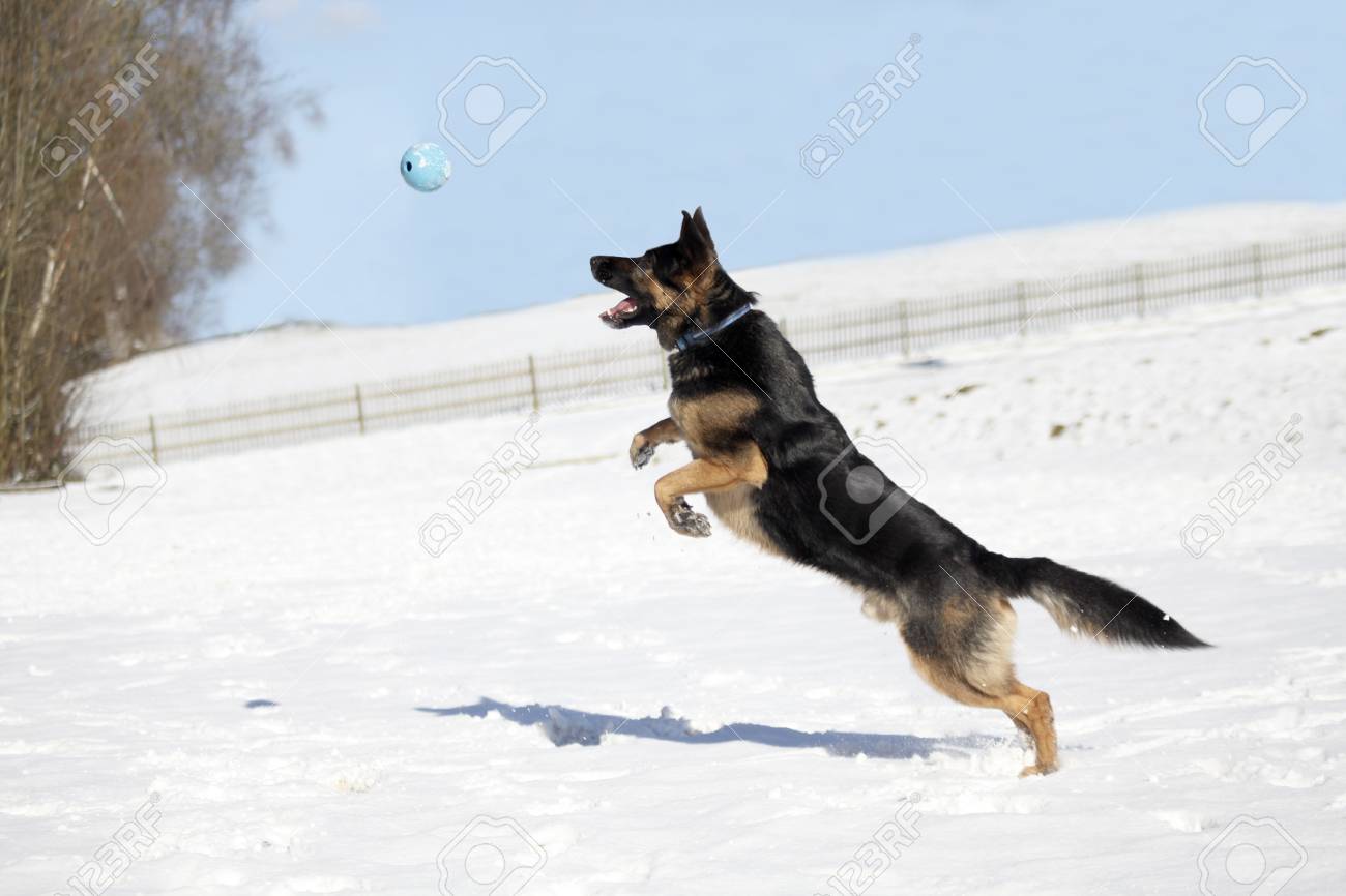 dog play ball