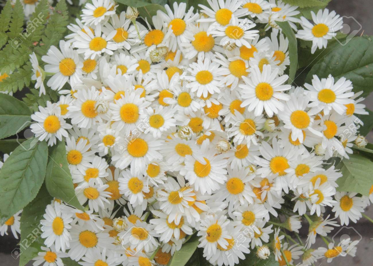 Très Beau Bouquet De Fleurs