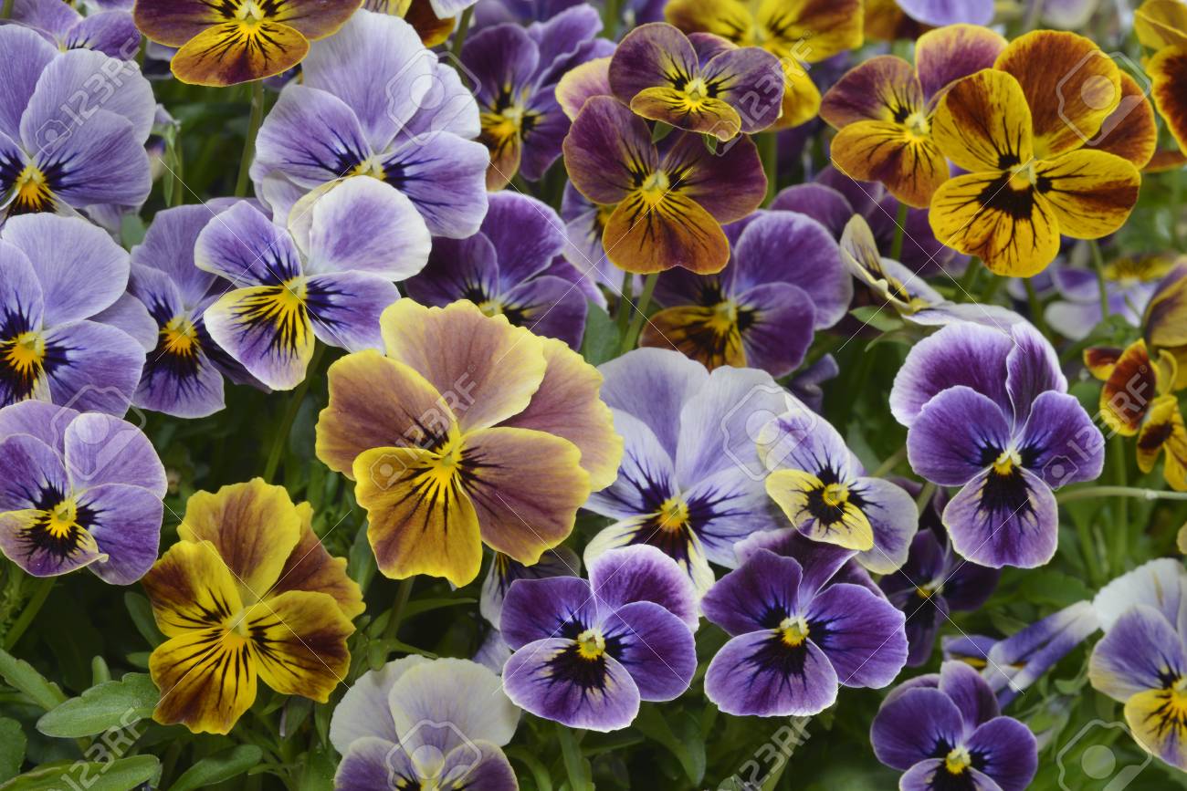 色違い Beautifulof パンジーの庭 の写真素材 画像素材 Image