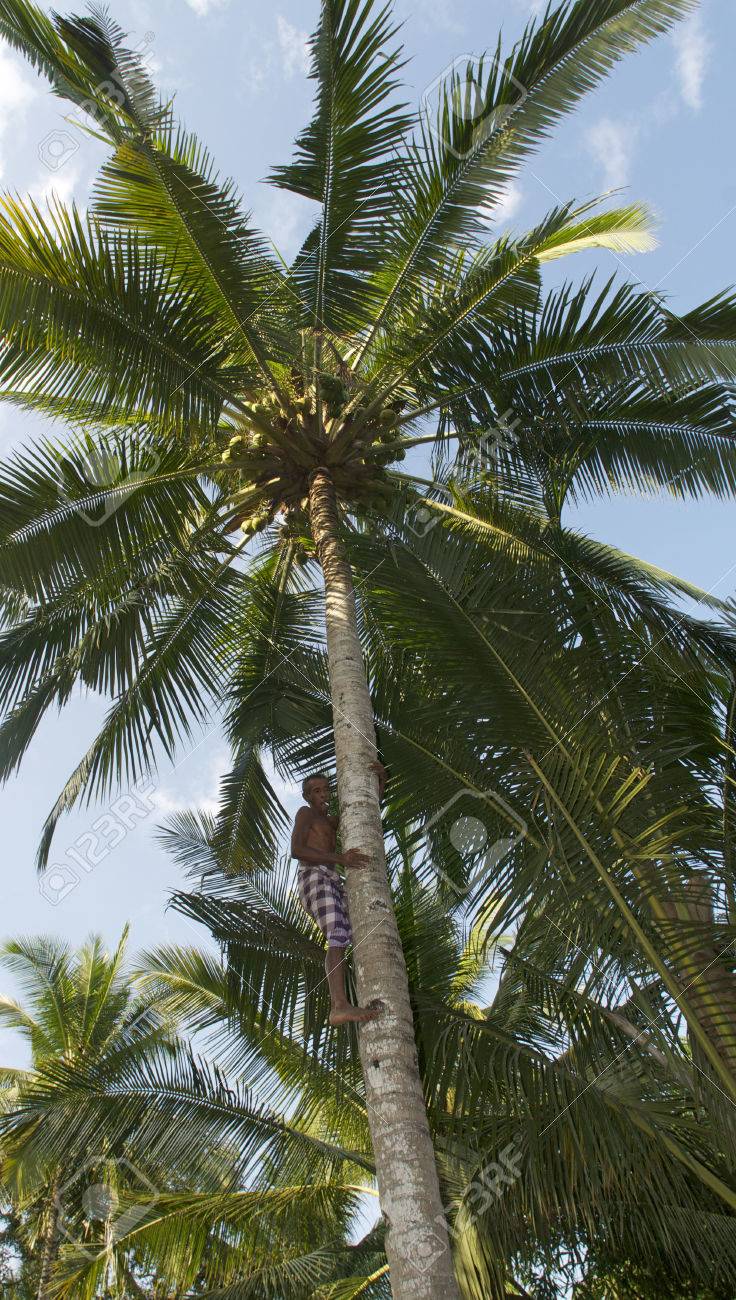 man climbing a coconut