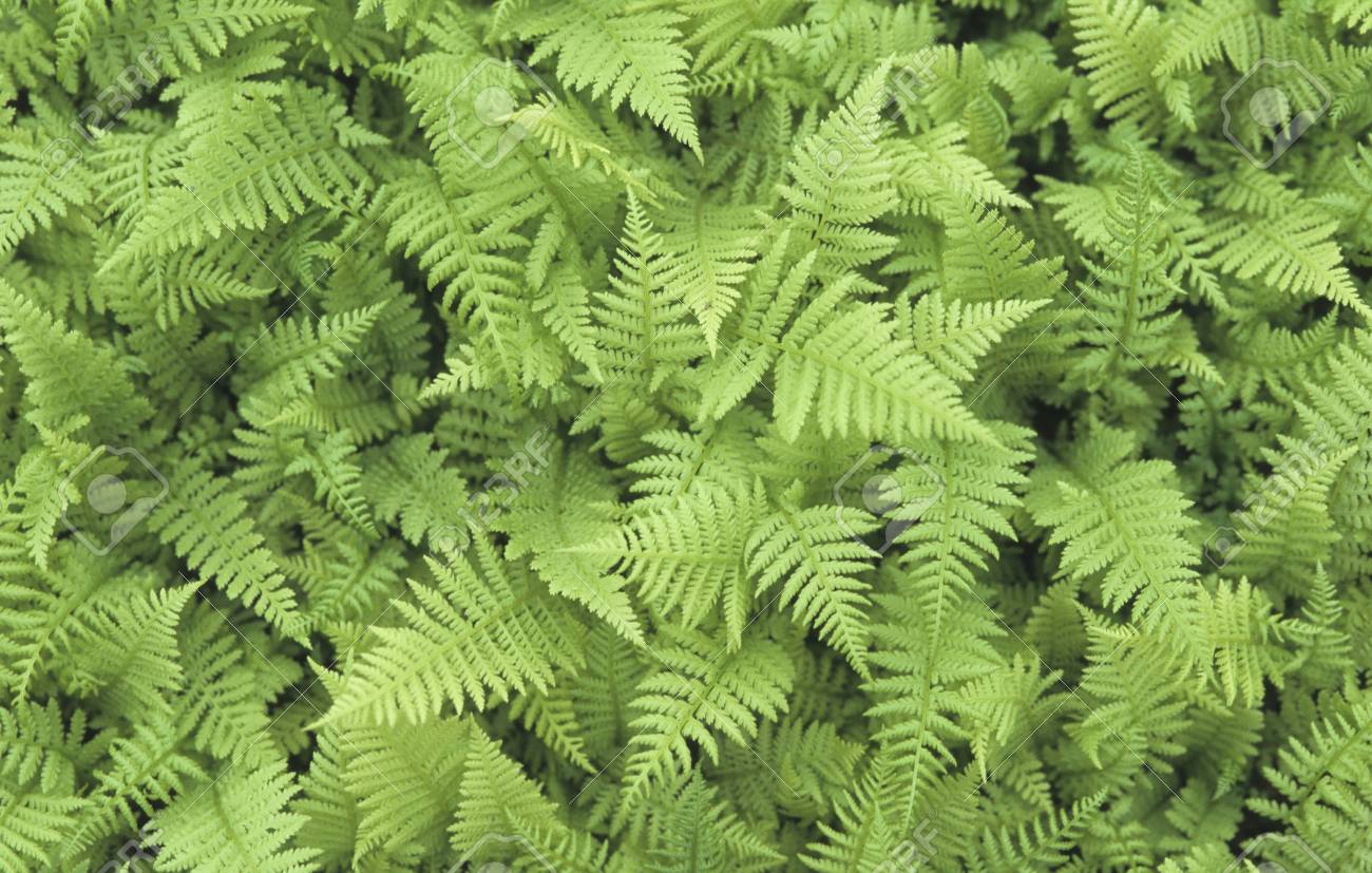 早い者勝ち 植物 化石 葉 シダっぽい植物の化石 天然 即購入可