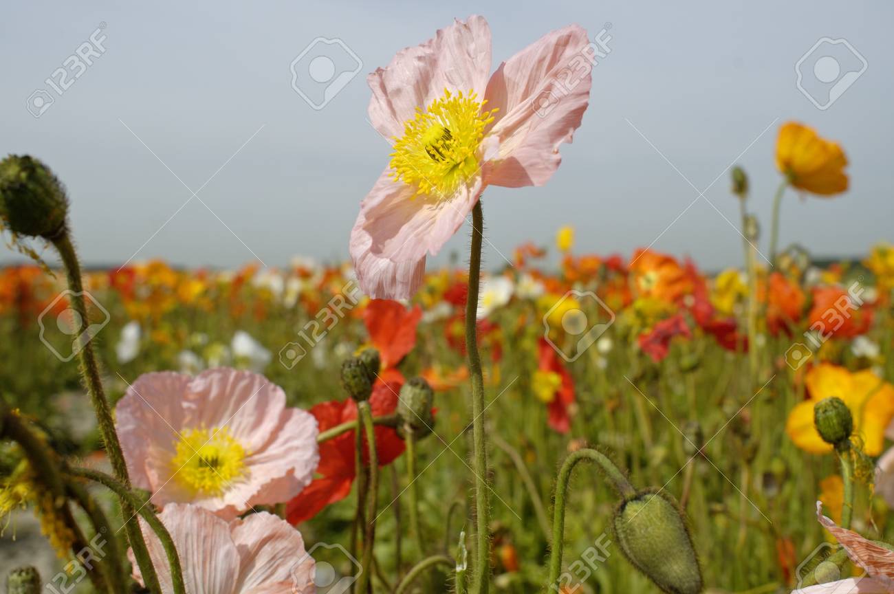 ポピーや野生のバラは 毎年 隔年または寿命の短い多年草草本です ケシは花では 4 フィート以上をすることができます全体の 6 インチまで の写真素材 画像素材 Image