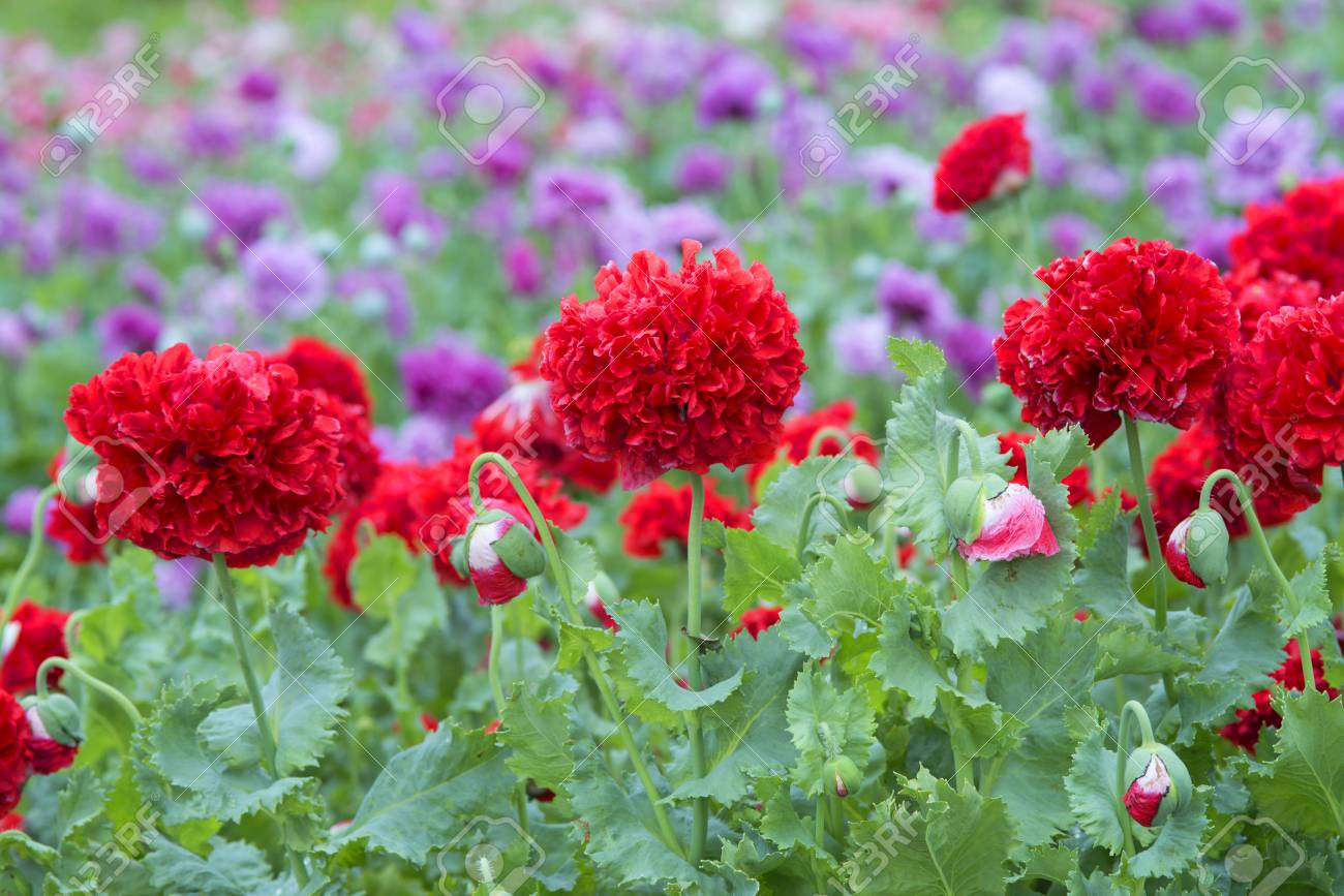 red double poppies in a field with purple poppies stock photo