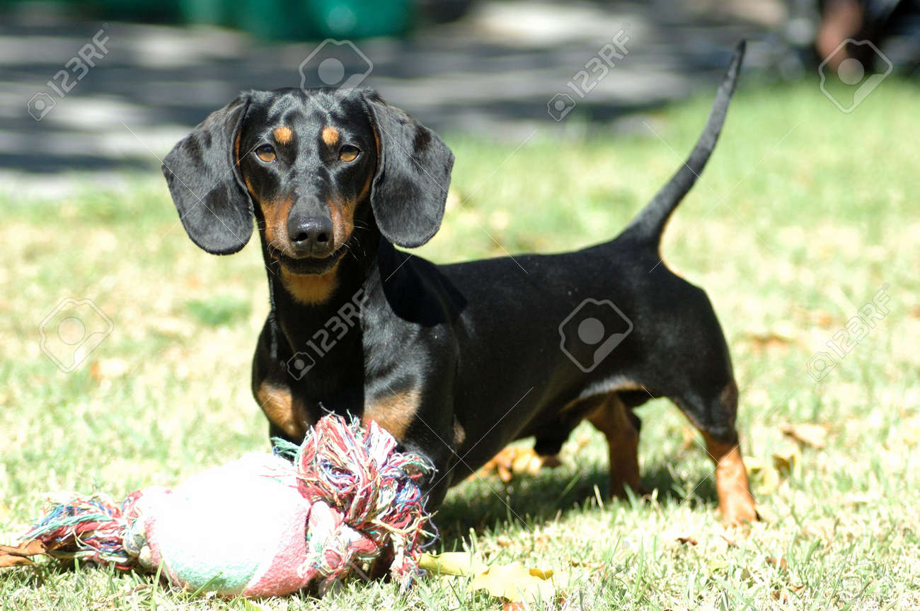 A Dog Head Portrait Of A Miniature Black And Tan Smooth Haired