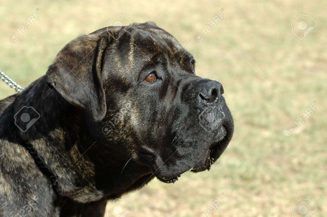 big face dog breeds