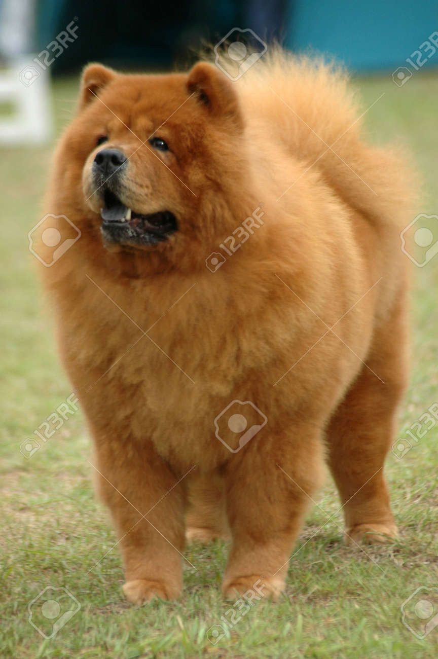 red chow chow