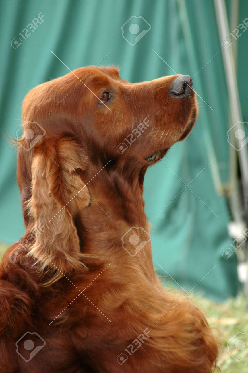 Dog Breed Setter Grooming Long Haired Red Setter What Is The