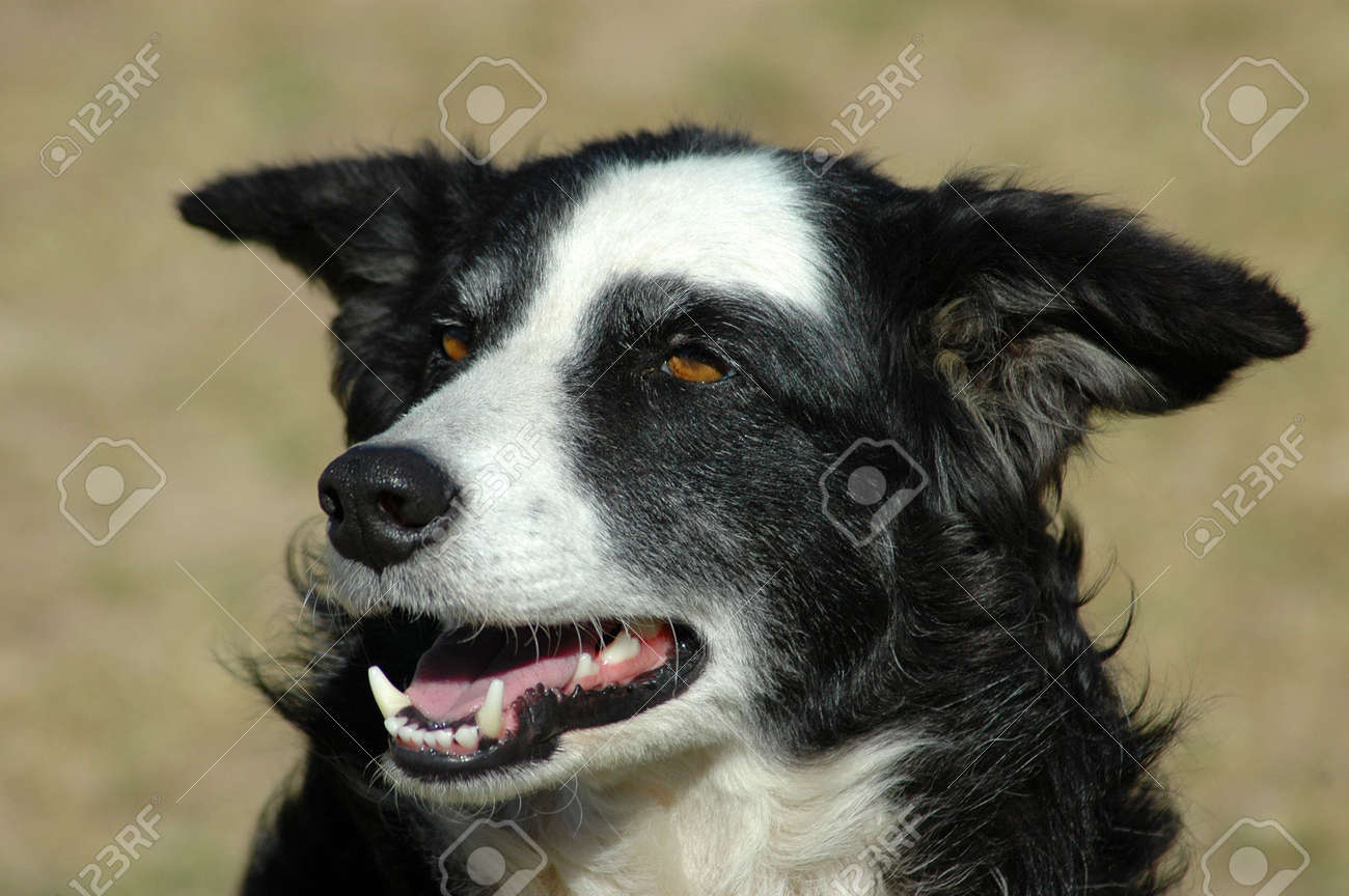 australian shepherd black and white a beautiful black and white australian shepherd dog head portrait australian shepherd black and white a beautiful black and white australian shepherd dog head portrait
