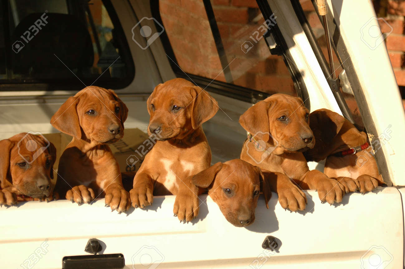 hound dog puppy pictures