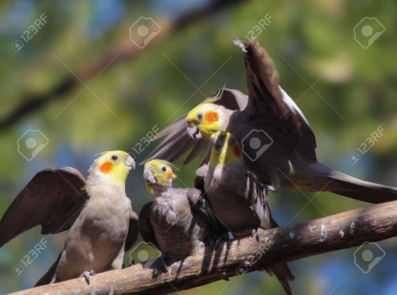 etiam-dictum-ipsum-a-felis