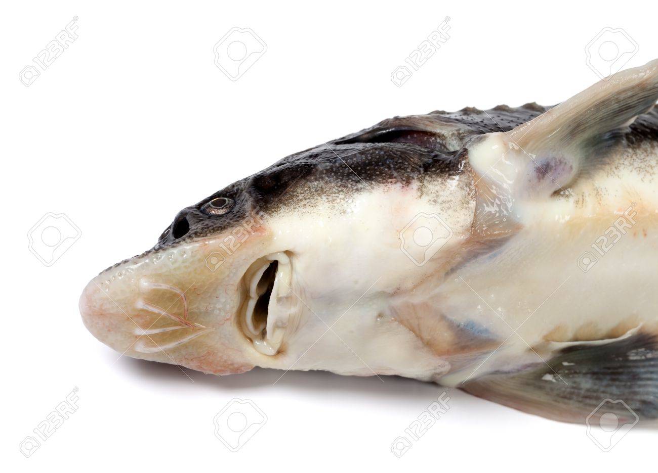 What to catch the sterlet What to catch the sterlet