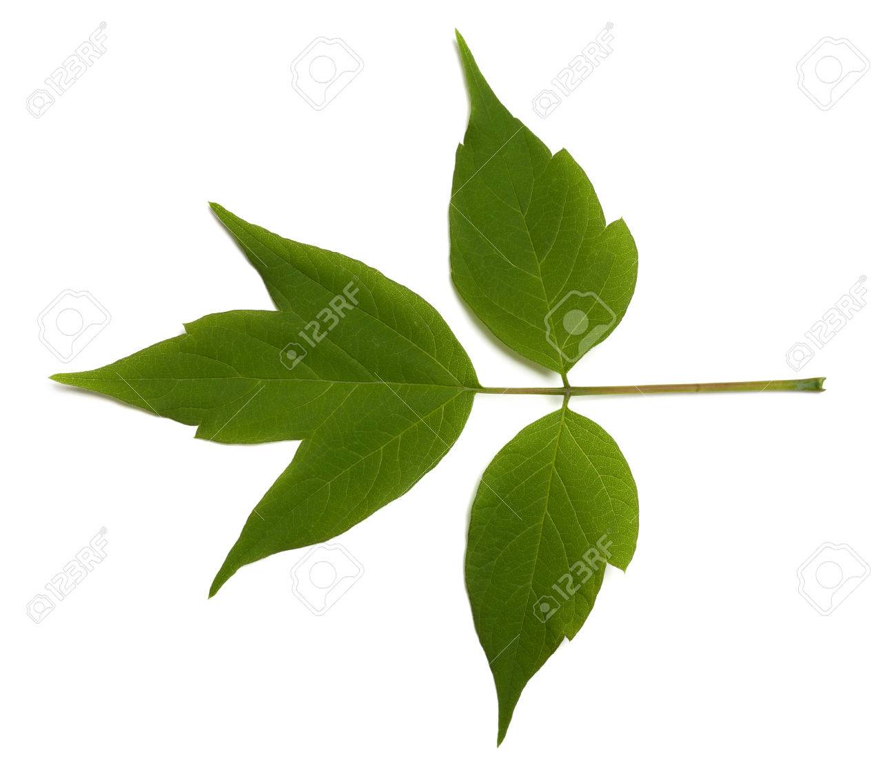 spring acer negundo leaf isolated on white background stock photo