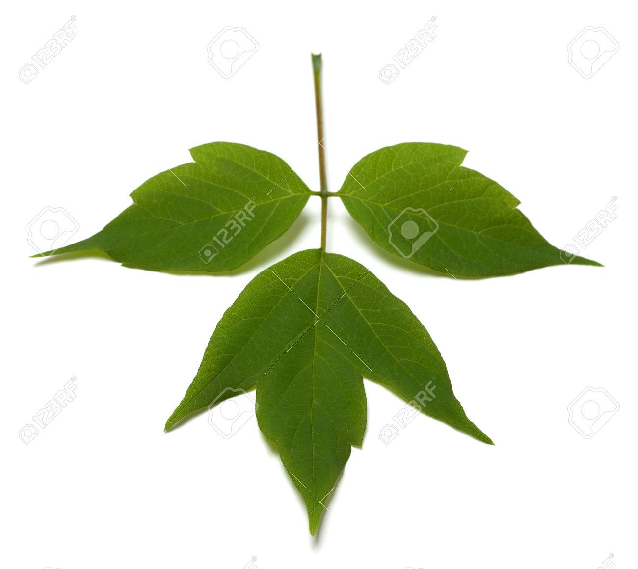 spring acer negundo leaf isolated on white background selective