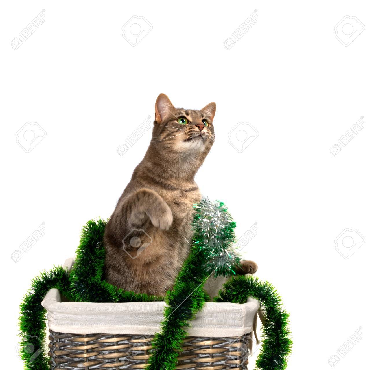 Chat Gris Aux Yeux Verts Assis Sur Ses Pattes Arrière Dans Un Panier En Osier Avec Des Guirlandes De Noël Et Levant Les Yeux Isolé Sur Fond Blanc