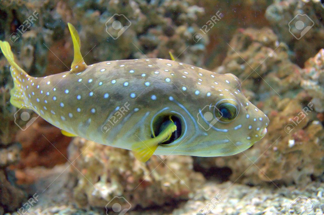 白の斑点のあるフグ Arothron ネズミガヤ中型の魚 小さな白い斑点の色ライトグレー 同心対照的な白と濃い灰色の線の目と胸のフィンの周りの放射をまた持っています の写真素材 画像素材 Image