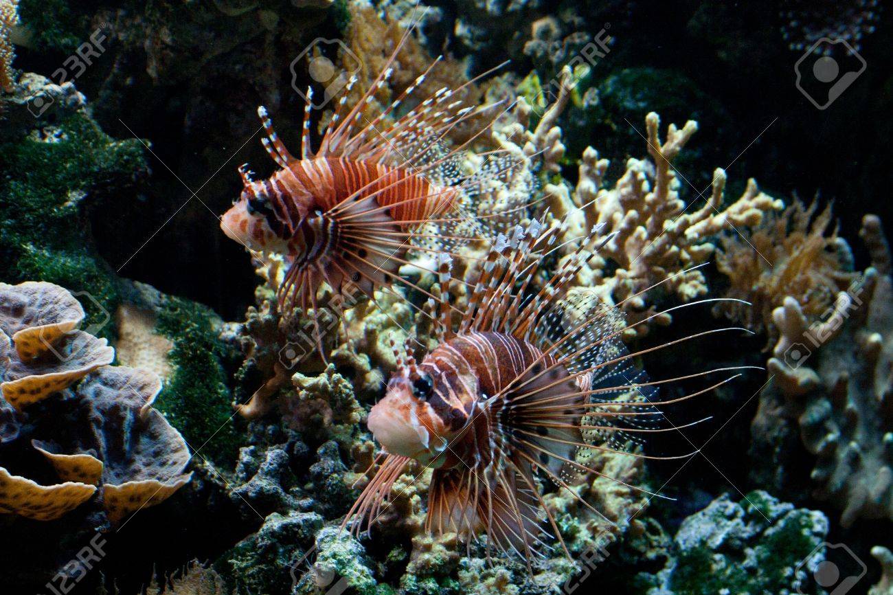 ハナミノカサゴ Pterois Volitans 毒サンゴ礁魚は交互に赤 茶色や茶色と白のストライプで覆われています 魚は両方の目の上の口の下から突き出る肉付きのよい触手 の写真素材 画像素材 Image