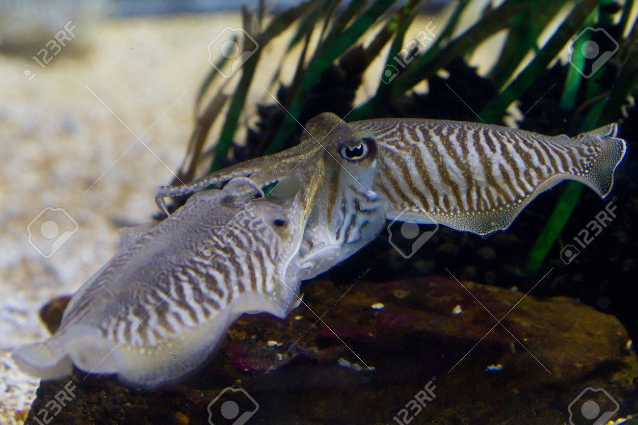 イカ Sepiidae は順序 Sepiida の海洋動物です 彼らは またを含むイカ タコ オウムガイ 頭足類のクラスに属しています その名前 にもかかわらず イカはなく魚軟体動物です の写真素材 画像素材 Image