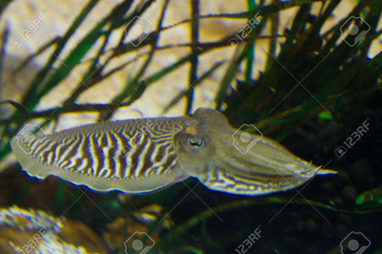 イカ Sepiidae は 順序 Sepiida の海洋動物です 頭足類 イカ タコ オウムガイも含む をクラスに属しています 彼らの名前 にもかかわらずイカが魚でなく軟体動物です の写真素材 画像素材 Image