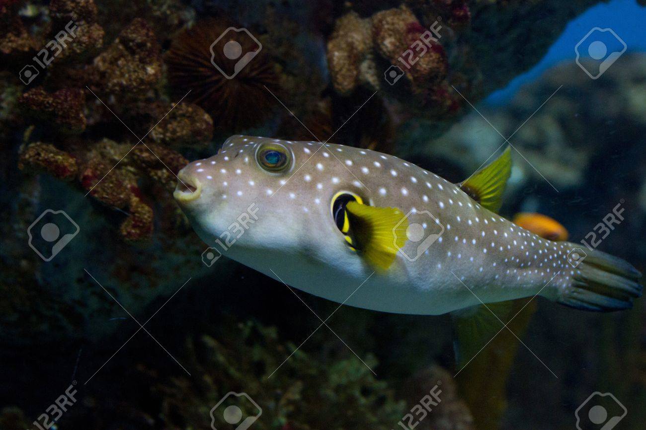 白の斑点のあるフグ Arothron ネズミガヤ中型の魚 小さな白い斑点の色ライトグレー 同心対照的な白と濃い灰色の線の目と胸のフィンの周りの放射をまた持っています の写真素材 画像素材 Image