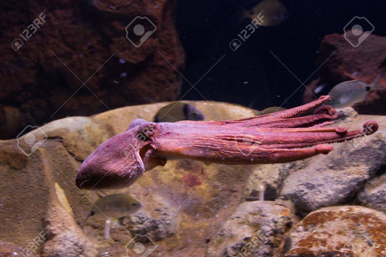 セピアは家族の最もよく知られた 最も一般的な種のいくつかを取囲む Sepiidae のイカの属です イカの甲は楕円形で比較的です 属の名前は古代ギリシャの Shpi の Latinized 形です の写真素材 画像素材 Image セピアは家族の最もよく知られた 最も一般的な種のいくつかを取囲む Sepiidae のイカの属です イカの甲は楕円形で比較的です 属の名前は古代ギリシャの Shpi の Latinized 形です の写真素材 画像素材 Image
