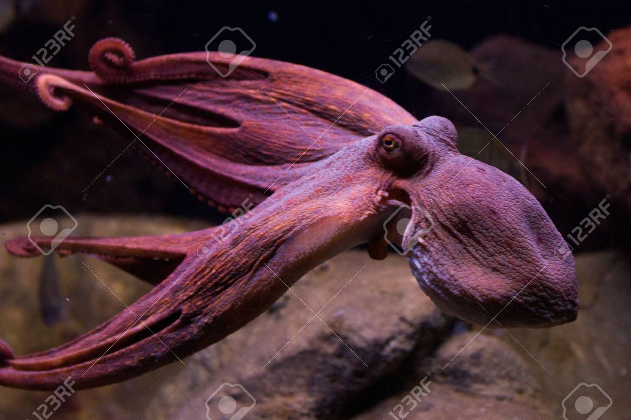 セピアは家族の最も有名な最も一般的な種のいくつかを取囲む Sepiidae でイカ属です イカの骨は比較的楕円形でです 属の名は古代ギリシャ語 Shpi の Latinized 形です ロイヤリティーフリーフォト ピクチャー 画像 ストックフォトグラフィ Image