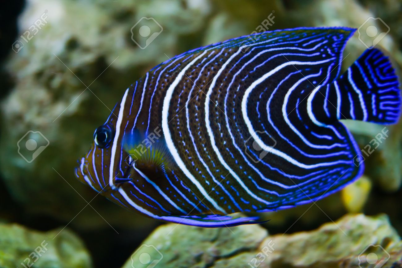 sea angel aquarium fish