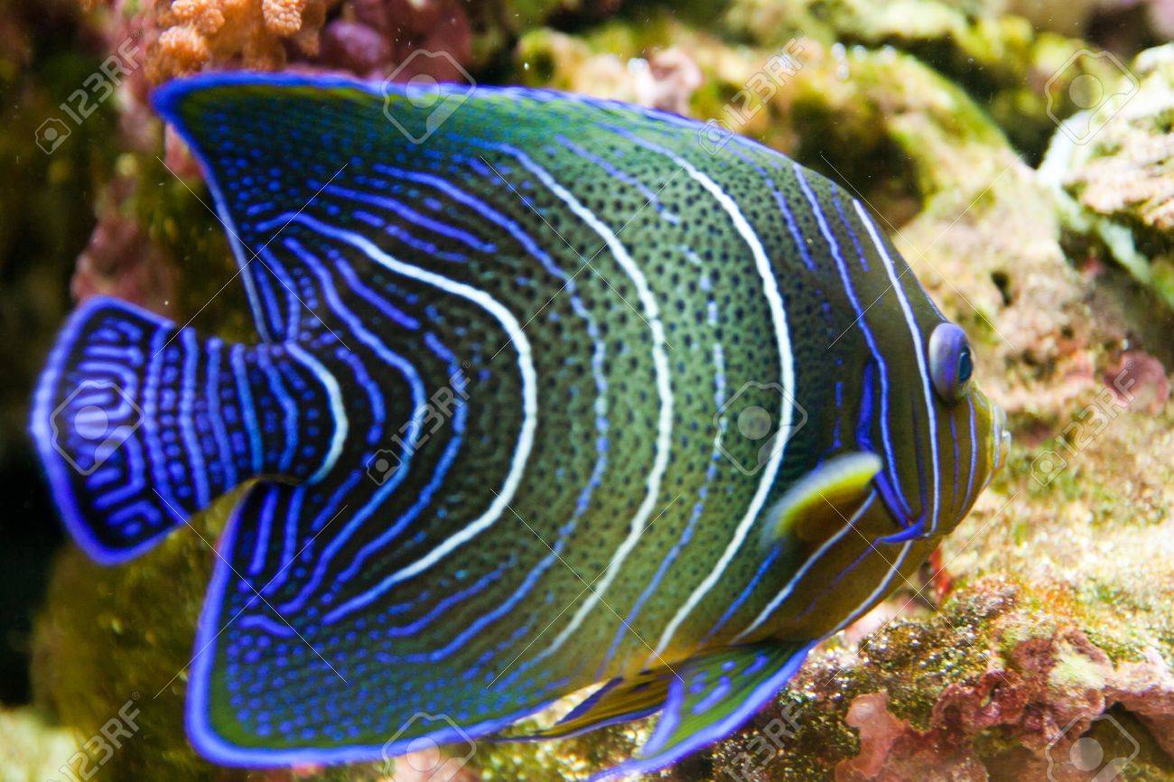 sea angel aquarium fish