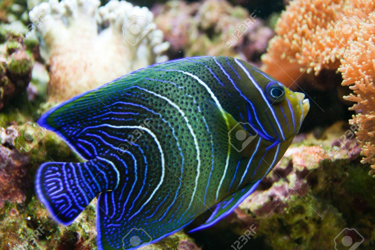 sea angel aquarium fish