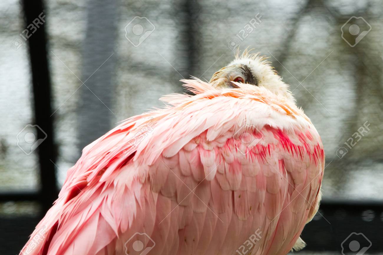 ピンク フラット請求 ベニヘラサギ Platalea Ajaja 社交的な渉禽類の鳥 トキ科 の写真素材 画像素材 Image