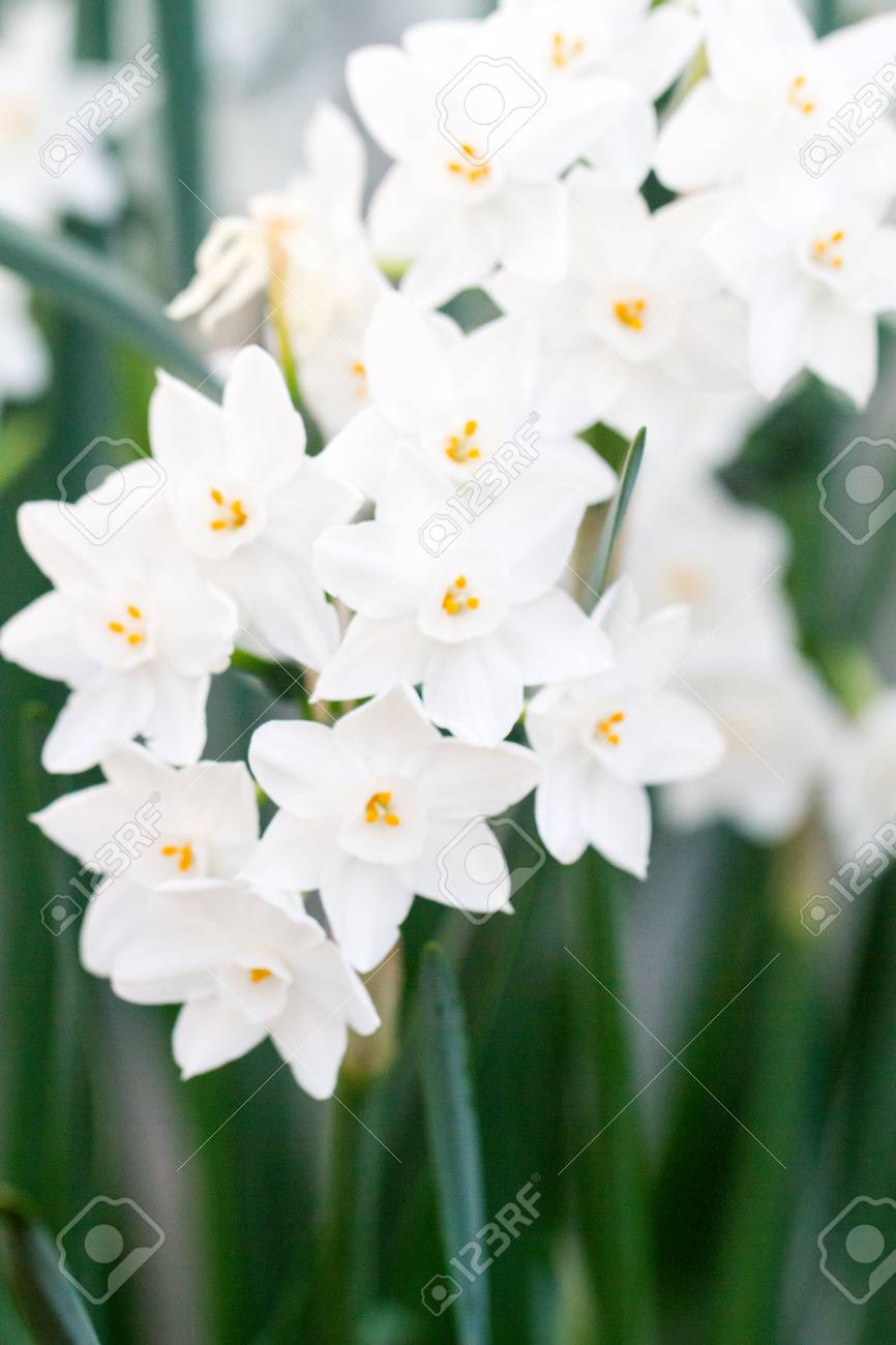 close up of white daffodil flowers known as paperwhite narcissus