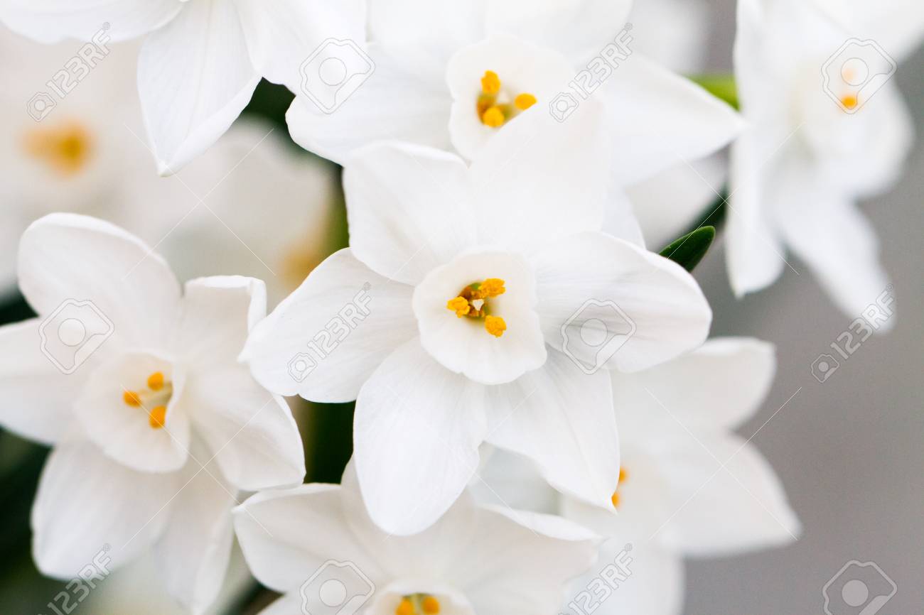 close up of white daffodil flowers known as paperwhite narcissus