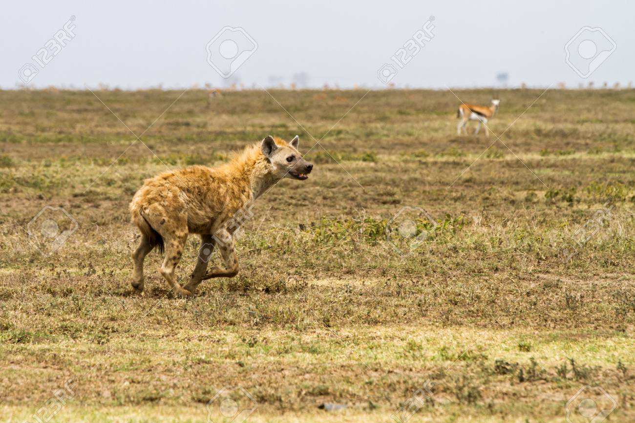 A Hiena Malhada Crocuta Crocuta Tambem Conhecida Como A Hiena Risonho E Uma Especie De Hiena Ou Hiena De Mamiferos Carnivoros Feliformes Da Familia Hyaenidae No Ecossistema De Serengeti Tanzania Fotos Retratos Imagenes