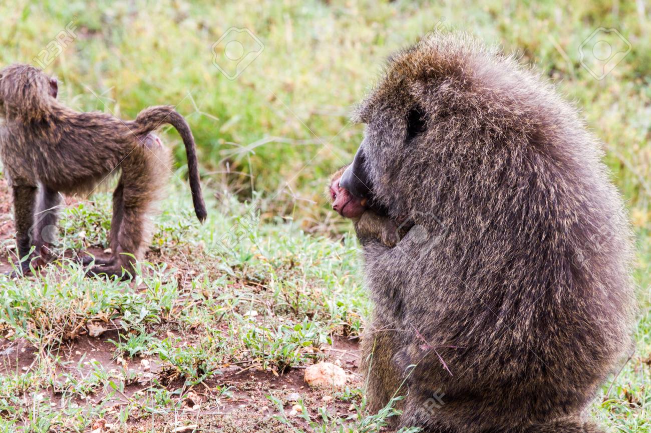 Foto de Macaco Vervetchlorocebus Pygerythrus e mais fotos de stock